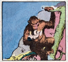 tarzan,superman,edgard rice burroughs,sieger et shuster,super-héros,tarzanide du grenier,bandes dessinées de collection,bar zing,montluçon