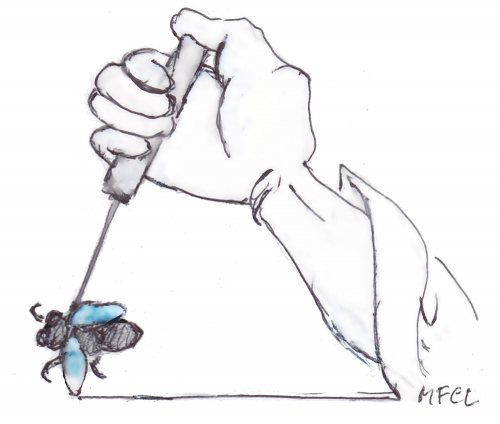 Mouches contaminantes.jpg